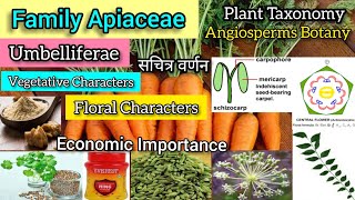 Family Apiaceae Umbelliferae Carrot family  Plant Families  Plant Taxonomy [upl. by Rehportsirhc]