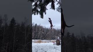 Cane Corso highest jump [upl. by Stinson]