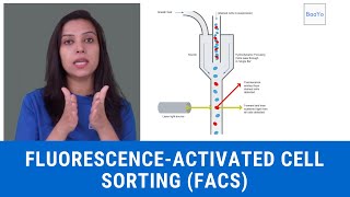 Fluorescenceactivated cell sorting FACS  Basics In Hindi  Part II [upl. by Prudie]