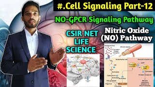 NOGPCR Signaling Pathway  Nitric Oxide GPCR Signaling Mechanism  Cell Signaling Part12 [upl. by Baalbeer]