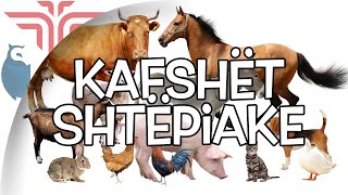 Kafshët shtepiake [upl. by Noissap]