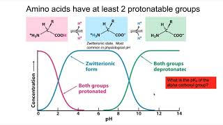 Titration curves pKa pI and Buffering regions [upl. by Ardnuasac]