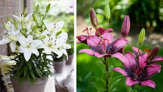 How to Plant Asiatic Lilies Summer Garden Guide [upl. by Birdt553]