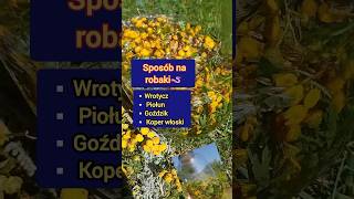 Sposób na robaki🪱Wrotycz Piołun Goździk Koper włoski zioła odrobaczanie [upl. by Ducan]