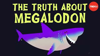 Why did Megalodon go extinct  Jack Cooper and Catalina Pimiento [upl. by Ahsirt151]