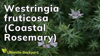 How to Grow Westringia fruticosa Coastal Rosemary [upl. by Kiker]