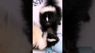 Tiny Skunk Has A Big Attitude l The Dodo animals wildlife thedodo [upl. by Kaenel]