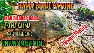 PASANG BUBU PAYUNG DISUNGAI 12 uwodefki [upl. by Warila]