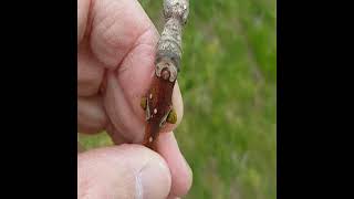 Phellodendron amurense Amur Cork Tree [upl. by Golden127]