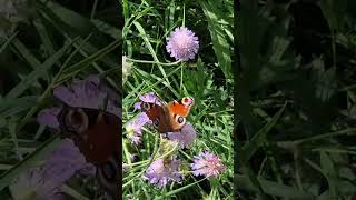 Busy butterfly and bee  English summer summervibes summer2024 chatsworth travel butterfly bee [upl. by Aniez631]