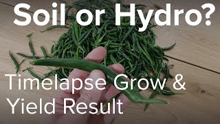 Soil Vs Hydro Yield Result and Timelapse Video [upl. by Avot]