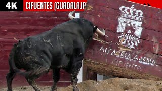 💥 TOROS IMPRESIONANTES EN CIFUENTES GUADALAJARA Certamen de recortes  LA CARDENILLA amp MONTECILLO [upl. by Zoie]