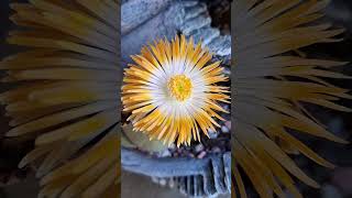 Cacti amp Lithop lithops cactus [upl. by Luy789]