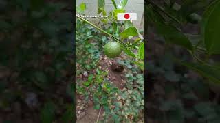 homeplants fresh maadithottam thottam gardentour gardening trending subscribe [upl. by Ellette322]