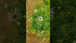 Brachyscome flower shorts shortsfeed viralshortreels shortvideos waitfortheend trendingshorts [upl. by Auohp]