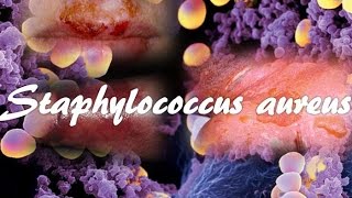 Staphylococcus aureus [upl. by Kaitlynn386]