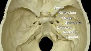 Cranial Foramina  Mnemonic Phrase [upl. by Lenehc]