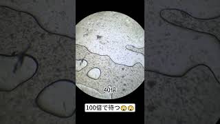 お餅を400倍拡大すると本当にすごい！ microscope science 発泡 [upl. by Anelaj]