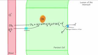 Parietal Cell Acid Production [upl. by Horton]