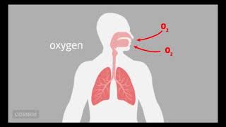 biology Respiratory System [upl. by Tsuda]