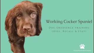 Working Cocker Spaniel puppy  Heel Recall amp Stay training [upl. by Tera]