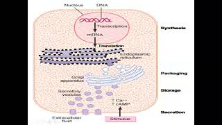 Endocrinology Lecture Series Classification and Synthesis of Hormones [upl. by Soo451]