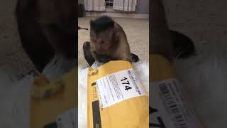 George FanMail  Official Full Unboxing [upl. by Eahsram720]