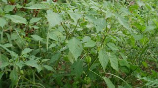 The Surprising Medical Benefits of Cutleaf Groundcherry [upl. by Rosabella]