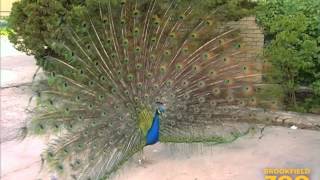 Peafowl at Brookfield Zoo [upl. by Bren]