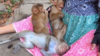 Adorable Baby monkey need attention [upl. by Bouley]