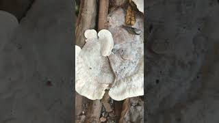 Berkeleys polypore Mushroom Growing on Hard wood food nature mushroomrecipe mushroomseed [upl. by Aihsik]