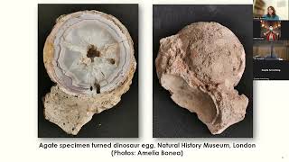 Rylands Seminar Series Fossil Histories South Asian Natural Heritage in the Manchester Museum [upl. by Yajet534]