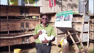 Is Rabbit Farming a Viable Agribusiness in Kenya  Rabbit Crew Kenyas Perspective  PART 1 [upl. by Arondell]