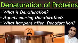 What is Denaturation Of Proteins Agents of Denaturation amp Affect of Denaturation on Proteins [upl. by Eahc]