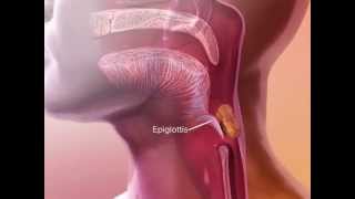 LearnVisible Body  How the Epiglottis Works [upl. by Bilicki]