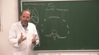 Thorax 2  Anatomie du diaphragme thoracoabdominal Anatomy and function of the diaphragm [upl. by Ovid302]