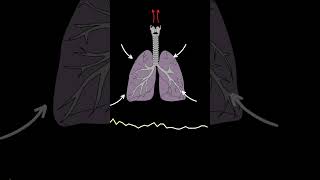 AUSCULTACIÓN PULMONAR Crepitantes ruidos pulmonares normales y anormales medicina shorts [upl. by Marijn]