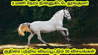 20 Facts about Horse in Tamil  Sethuraman Facts [upl. by Liza246]