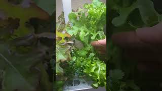 🥬😭FINISHED Aerogarden Lettuce🥬😭aerogarden lettuce bolting✨aerogarden harvest shorts [upl. by Eyaj234]