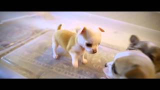 Chihuahua Puppies Brawl Play Fighting  biting each others tails [upl. by Einnol]