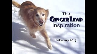 Ginger the Golden Retriever Puppy Inspires after Reconstructive Hip Surgery [upl. by Dougal]