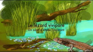 Lézard vivipare un sujet détude fascinant [upl. by Isidor]