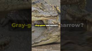 Crocodiles vs Alligators Spot the Difference youtubeshorts crocodile animallover alligator [upl. by Nal]