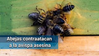 Así matan las abejas a su depredadora la avispa asesina [upl. by Nytsrik848]