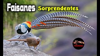 Faisanes mas Sorprendentes del Mundo El faisan maravilla [upl. by Phelps]