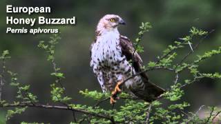 Buzzard  European Honey Buzzard  Bird Call Birdsong [upl. by Imekawulo]