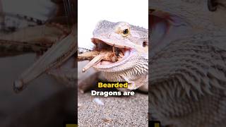 Bearded Dragon The Ultimate Care Guide [upl. by Anitsua]