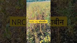 NRC 142 सोयाबीन क्वालिटी 🌱NRC 142 सोयाबीन नई वैरायटी 2024 🌱 farming सोयाबीन कृषक [upl. by Lipson]