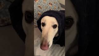 He’s always snoozing dog funny dogs funnyvideo funny humor doglover [upl. by Bourne]