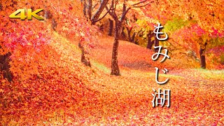 10000本のモミジで彩られた圧巻の紅葉 もみじ湖箕輪ダム  Colorful Maple Leaves at Lake Momiji  BMPCC6K [upl. by Coltin]